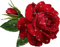 one sparkly rose
